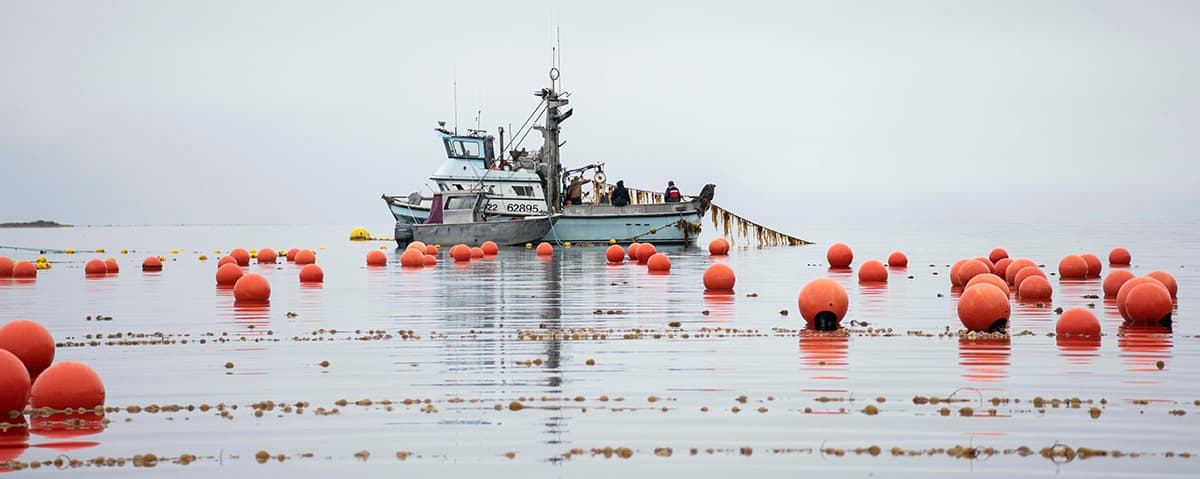 Seagrove kelp farm buoys