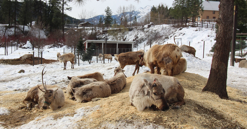 Reindeer really can fly! No Christmas magic required — just the care of Alaska Air Cargo 