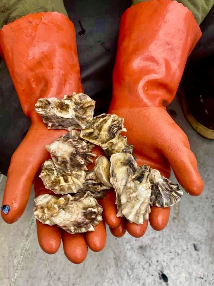 Baby oysters held in orange-gloved hands