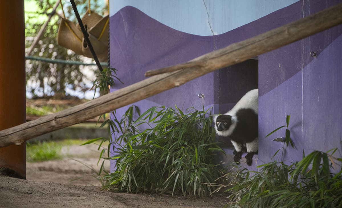 Lemur in her new home at Point Defiance Zoo, Tacoma