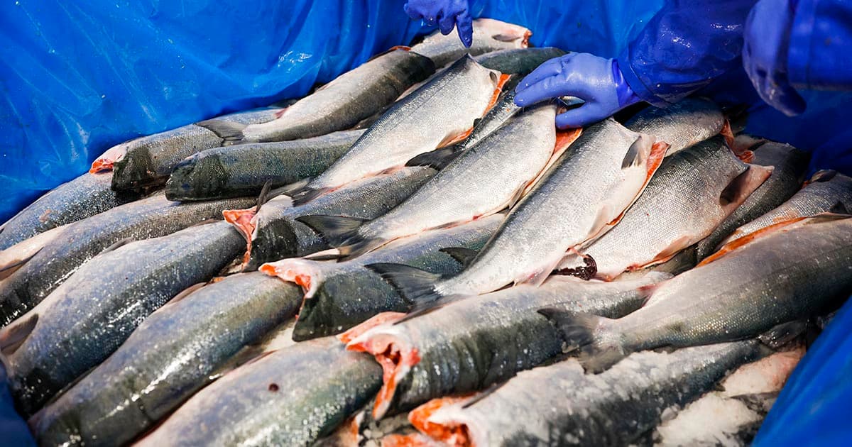 How Bristol Bay’s fishing families and Alaska Air Cargo bring sustainable sockeye salmon to your table 